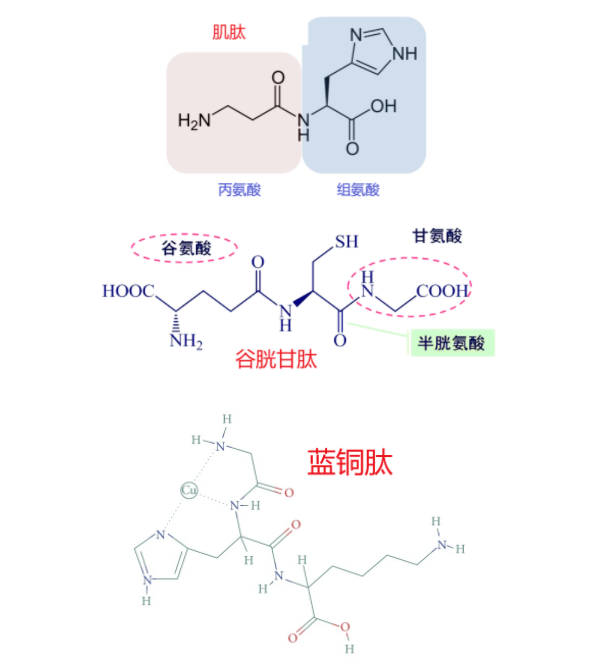 化妆品,化妆品肽类,蛋白类,原料,抗氧化,新陈代谢